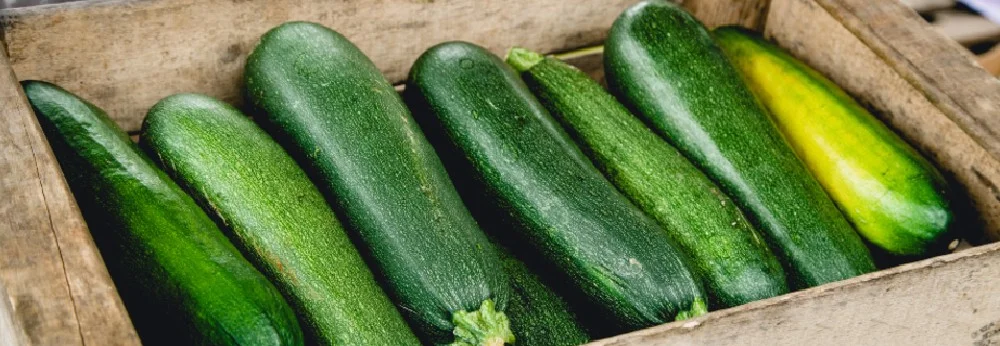 Grüne Zucchini in Holzkiste